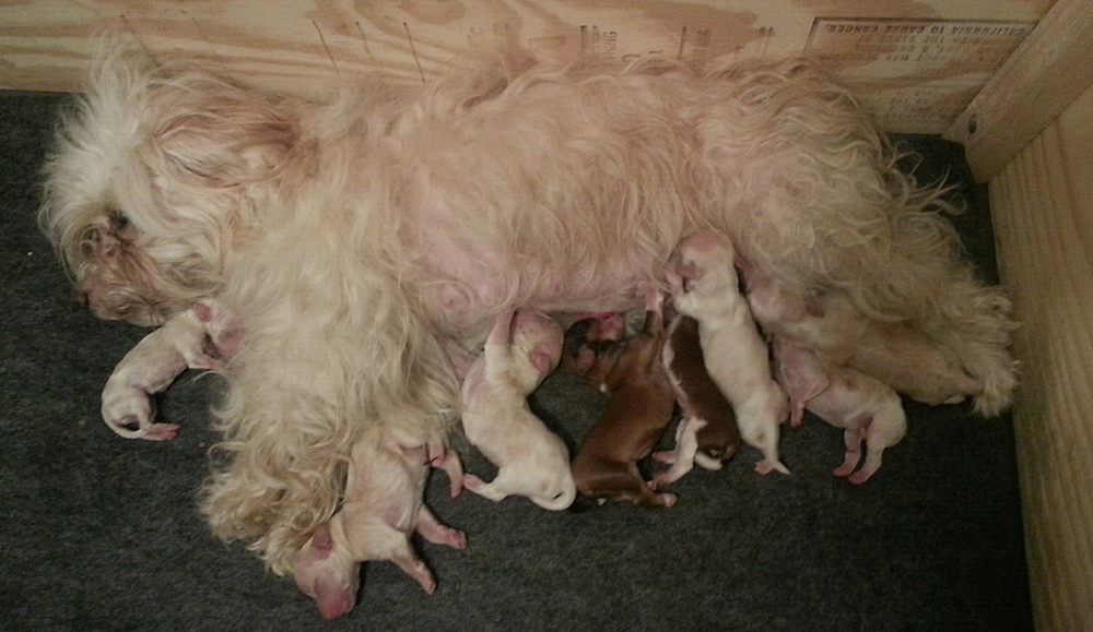 Lilli with her one day old Havanese pups - 8 of them - 6/9/2015