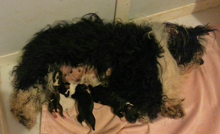 Lucci with her 3 new Havanese pups - one day old - 6/9/2015