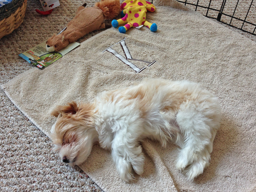 Havanese Charlie Brown takes a bit of nap after checking out his new home.
