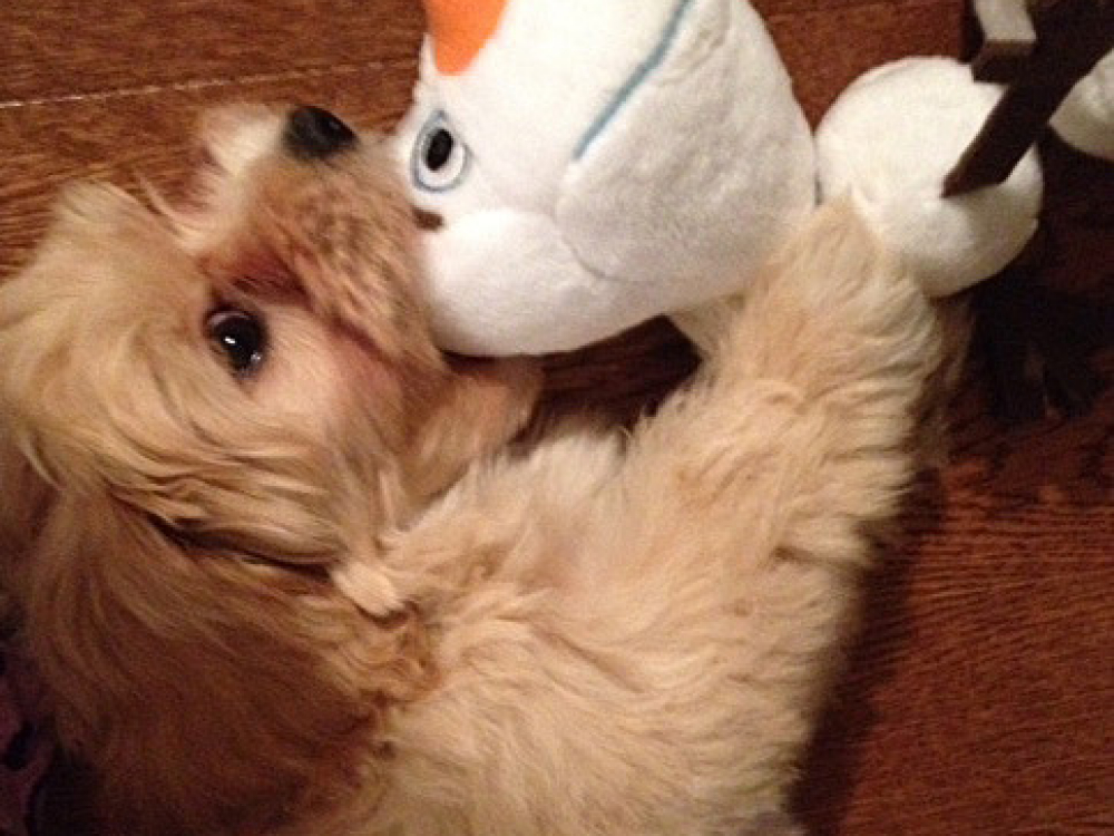 Havanese puppy Finegan enjoys his very own toy!