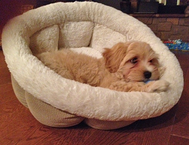 Havanese puppy Finegan rests after meeting his Forever Family!