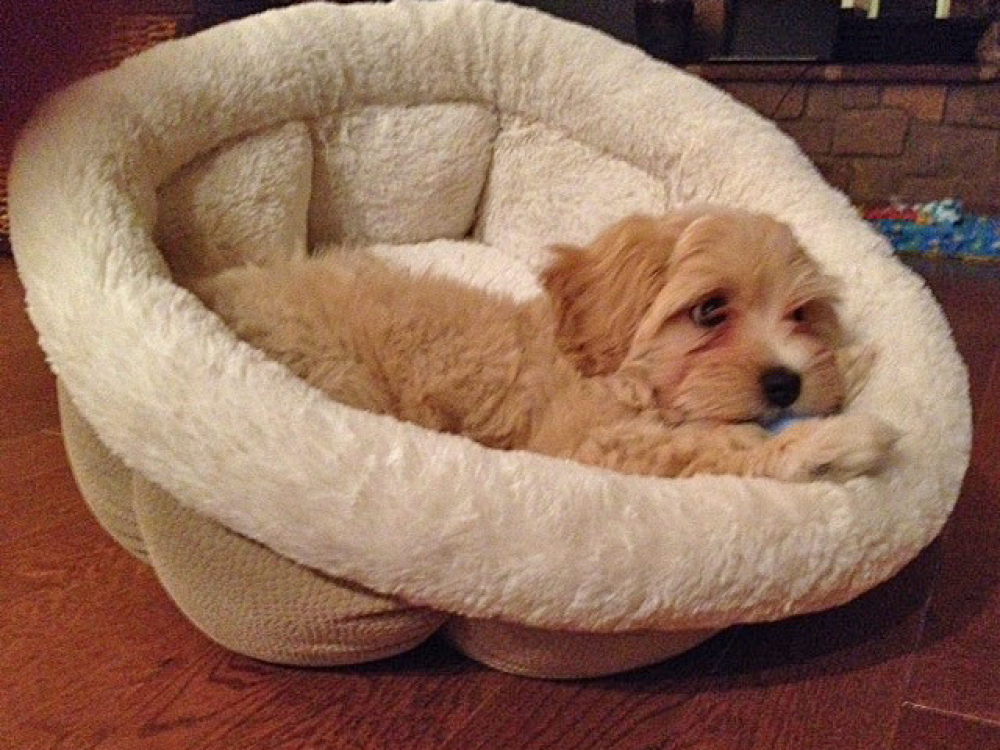 Havanese puppy Finegan rests after meeting his Forever Family!