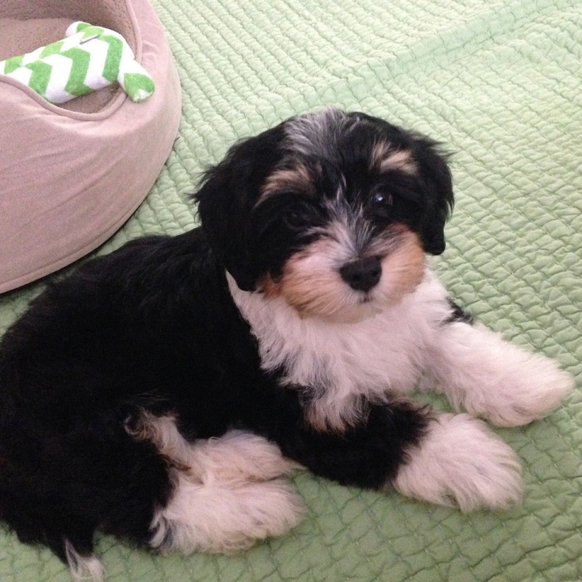 Havanese Puppy Ollie Joins His Forever Family_1