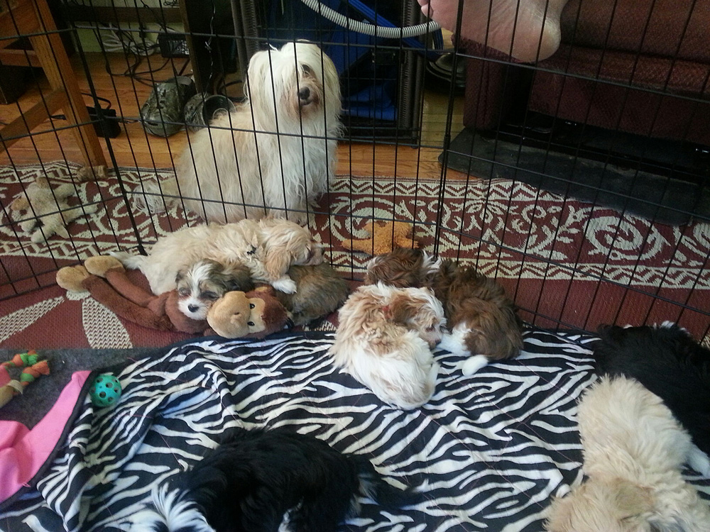 A lazy start to a Havanese puppy day!