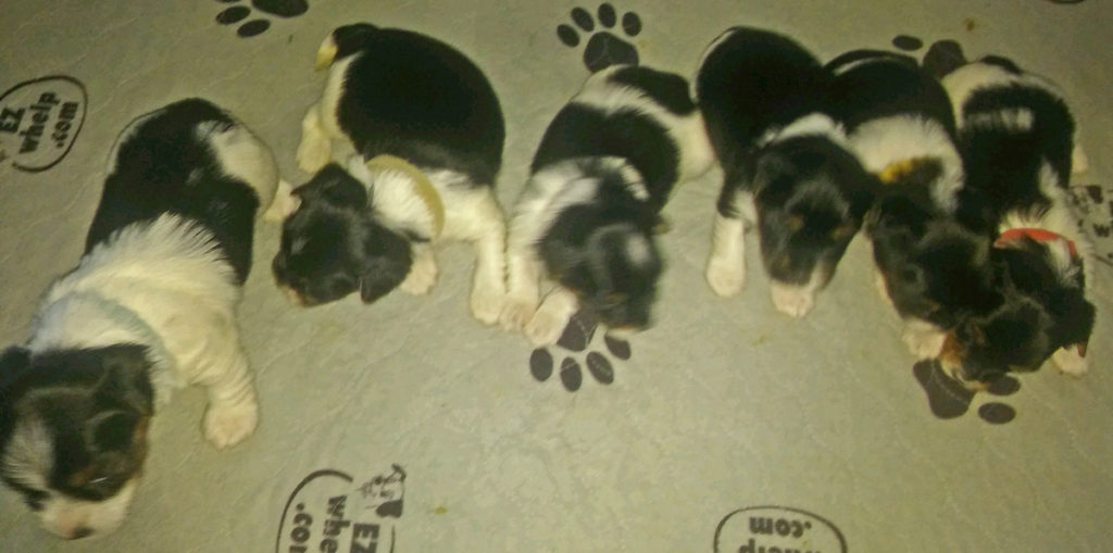 Biewer Terrier Fionna with her 6 puppies
