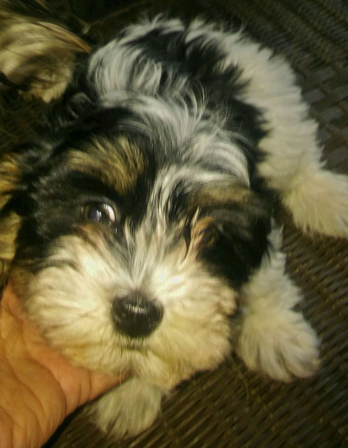 face of a beautiful Havanese puppy