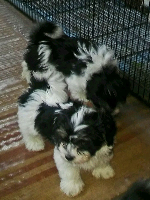 two little girl pups from Havanese Leggand available at Havs de Grace