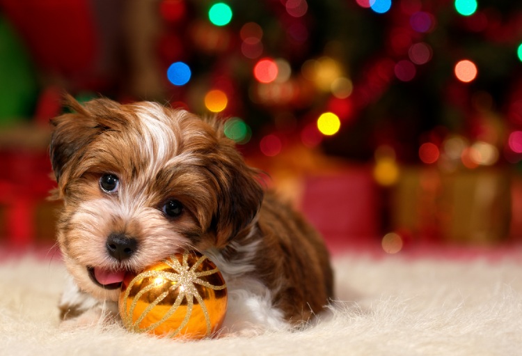 Havanese Christmas puppy
