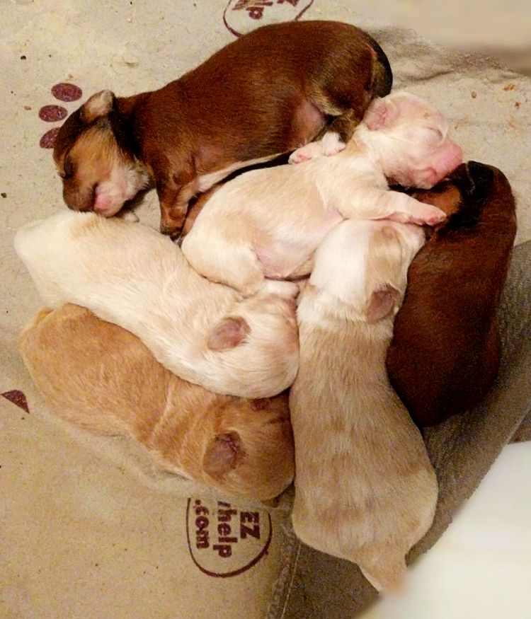 Puppy Love - new litter of Havanese puppies