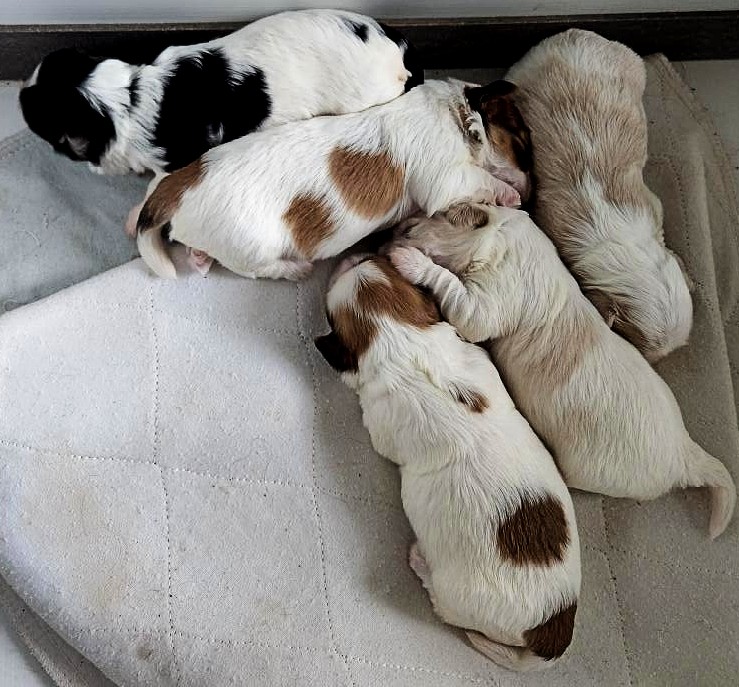 Havanese momma "Legacy" offers the first photo of her 5, 2-weeks-old puppies!