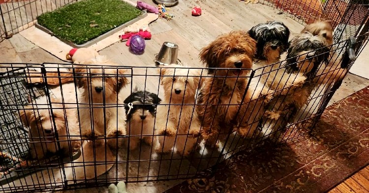 8 Summer 2022 Havanese pups ready for Forever Families