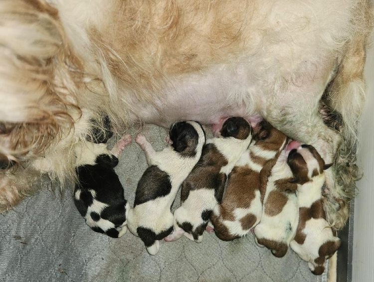 Handsome litter of Havanese puppies - 6 cute little boys