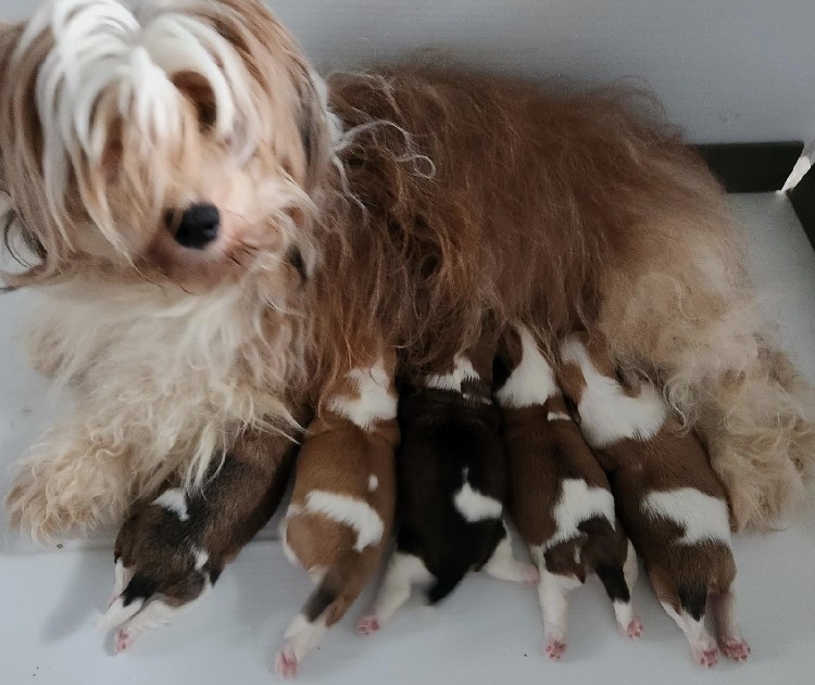 Our Havanese Laurel with her 5 pups
